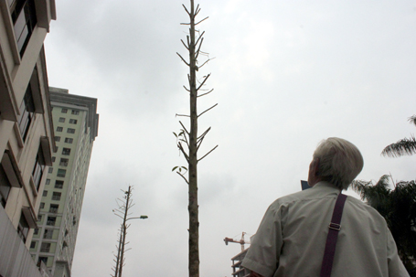 Hà Nội sẽ trồng lại hàng cây trên đường Nguyễn Chí Thanh