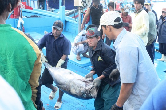 Khai thác, thu mua cá ngừ đại dương ở Khánh Hòa Ảnh: Kỳ Nam