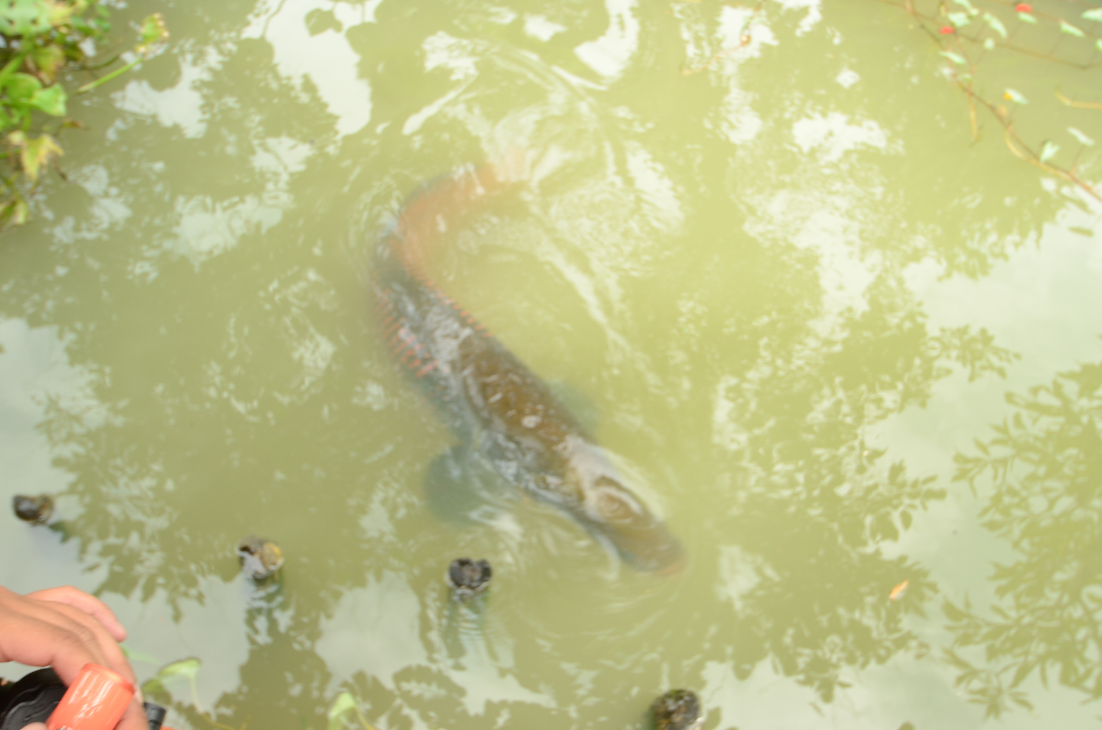 Một
con cá hải tượng trong hồ nhà ông Phước
