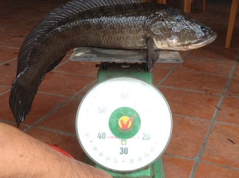 Con cá lóc cân nặng 6,1 kg. Ảnh: Trần Ngọc