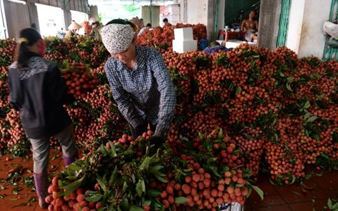 AFP: Trung Quốc đang “làm khó” vải thiều Việt Nam
