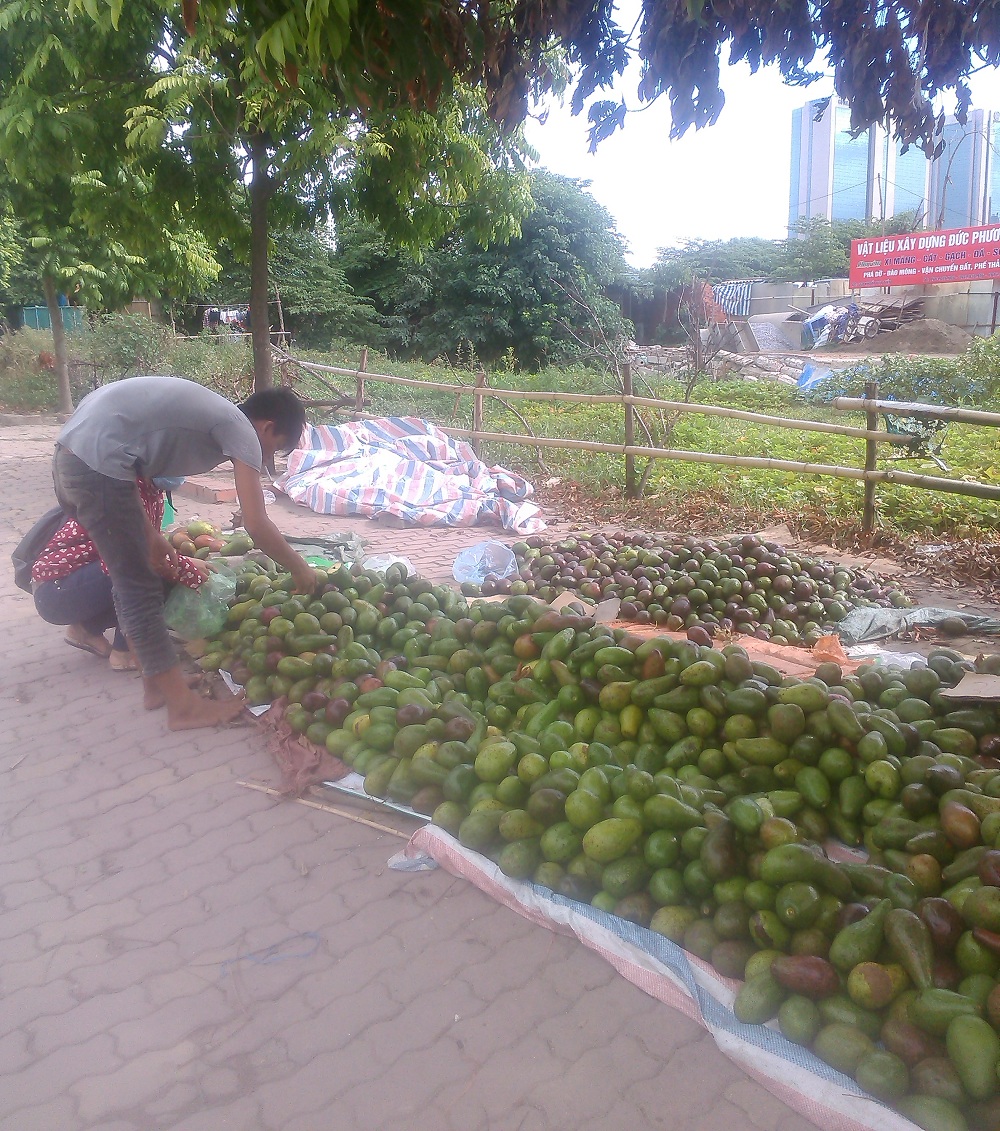 Trái bơ Việt Nam giá rẻ bán đổ đống ở vỉa hè đường Khuất Duy
Tiến - Thanh Xuân (Hà Nội)