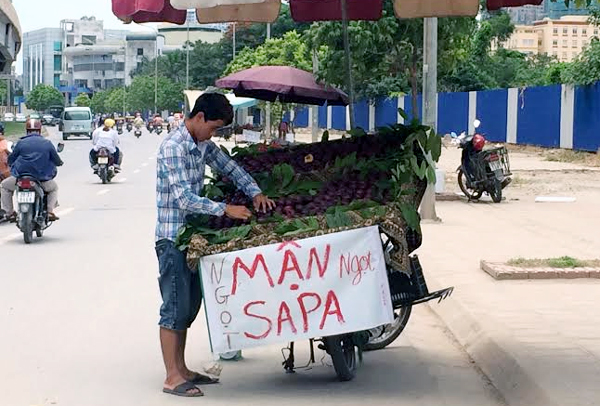 Mận Sapa giả được bày bán tràn lan trên đường phố Hà Nội