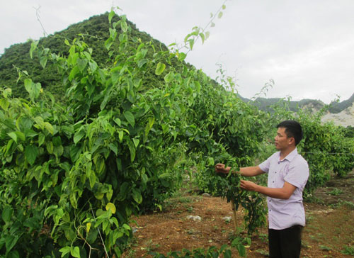 Vườn cây sachi trồng tại trang trại của ông Dương Quốc Huy ở xã Đông Sơn, TP Tam Điệp, tỉnh Ninh Bình Ảnh: Tuấn Minh