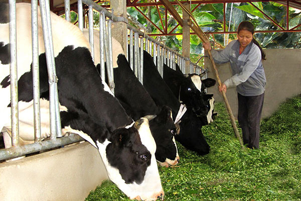 Việt Nam trước ngưỡng cửa TPP: 10 triệu nông dân lao đao