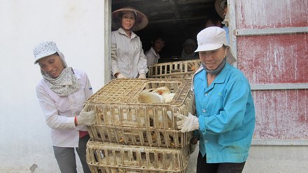 Với giá gà hiện nay, hộ nuôi gà công nghiệp trắng ở xã Thanh Bình (Chương Mỹ, Hà Nội) đang lỗ 5-6 nghìn đồng/kg. Ảnh: Nam Khánh.