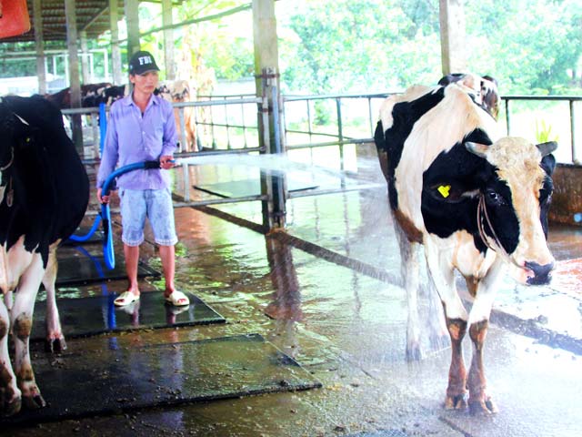 Nông dân nuôi bò sữa thua lỗ, phá sản là thực trạng khó tránh khỏi