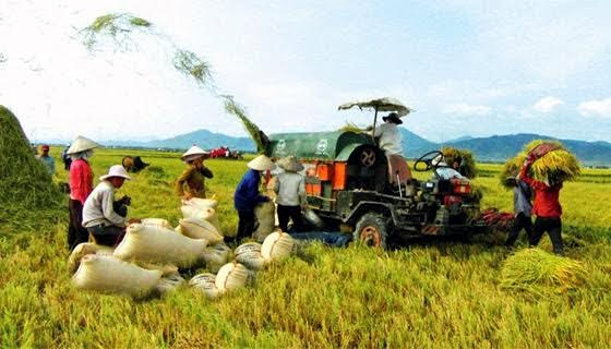 
Xuất khẩu các mặt hàng nông sản Việt Nam đang giảm mạnh
