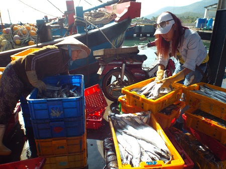 Ngư dân Khánh Hòa trúng đậm mùa cá hố