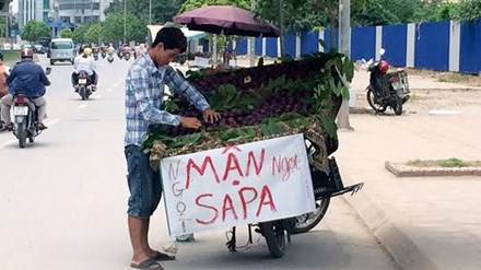 Mận tím Sapa vẫn được bày bán tràn lan tại Hà Nội mặc dù đã hết mùa cách đây gần 2 tháng.