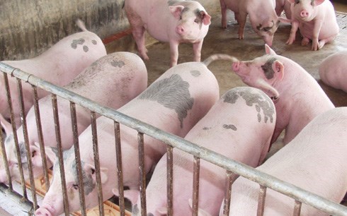Chất cấm trong chăn nuôi là vấn đề “nóng” luôn được người tiêu dùng và người chăn nuôi quan tâm.