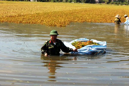 Bộ đội giúp dân gặt lúa chạy lụt ở Thanh Hóa (Ảnh: Duy Tuyên).