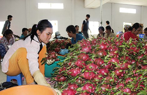 
Trái cây Việt chủ yếu dừng lại ở sơ chế giá trị thấp, thiếu sản phẩm chế biến có giá trị gia tăng. Ảnh: Quang Huy
