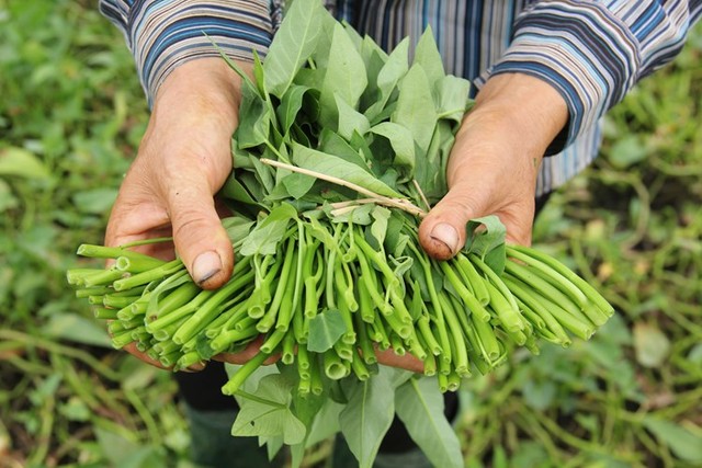 
Rau muống, rau ngót là những loại rau có tỷ lệ tồn dư thuốc bảo vệ thực vật cao
