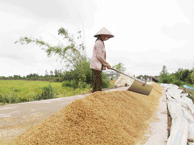 Việt Nam trúng thầu gần 1,5 triệu tấn gạo: Nông dân tiếc vì... hết lúa!
