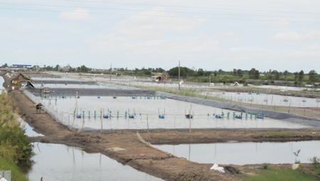 Nhiều đầm nuôi tôm công nghiệp ngoài quy hoạch tự phát ở Cà Mau.