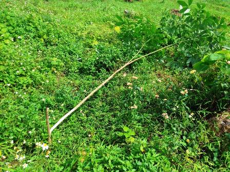 
Vườn cao su của một hộ dân trên địa bàn huyện Như Thanh bị kẻ gian chặt phá
