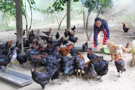 Mô hình nuôi gà thả vườn giúp gia đình chị Hoa thoát nghèo