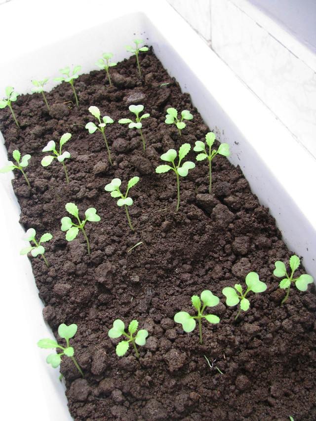 Củ cải có thể được trồng trong thùng xốp hoặc chậu nhỏ