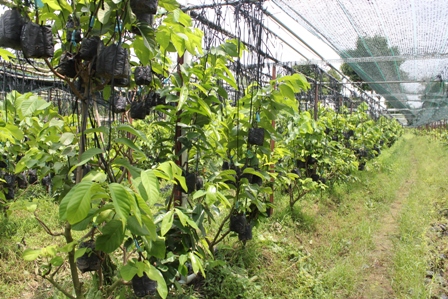 Vườn cây giống được đầu tư hế thống tưới tự động, nhà lưới giúp cây phát triển tốt