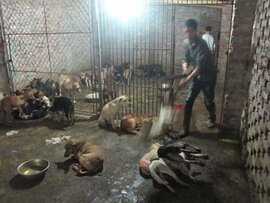 Thời tàn của làng đồ tể mổ chó lớn nhất Hà Nội