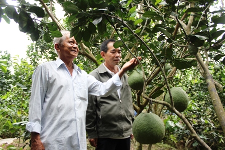 Lão nông Hai Hoa hướng dẫn kỹ thuật trồng bưởi cho một nông dân đến từ Vĩnh Long