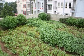 Hà Nội:

Chi hàng chục triệu làm trang trại trồng rau, nuôi gà trên mái nhà