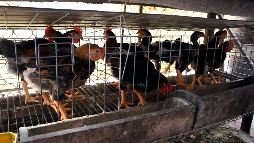 Với khoảng 40 con gà, trong đó có 6 gà mái đẻ trứng gia đình ông Chính gần như không phải đi chợ