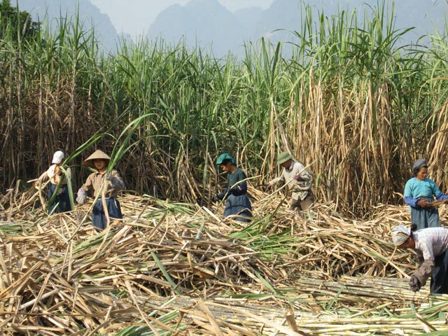 
Nông dân thu hoạch mía tại huyện Phục Hòa, Cao Bằng. Ảnh: T.L
