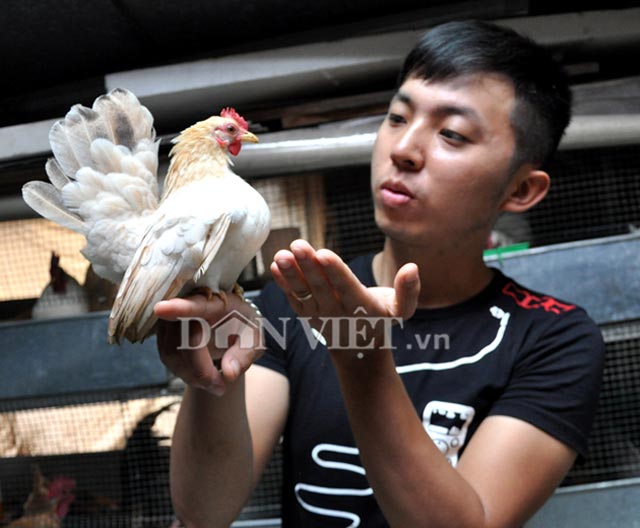 
Để có được những chú gà Serama đẹp, anh Huế phải thường xuyên tập luyện và chăm sóc gà rất cẩn thận.
