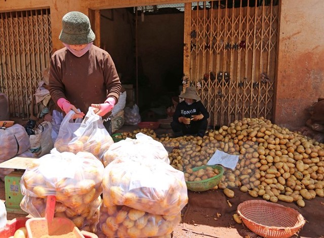 
Từng bịch khoai tây Trung Quốc được dán mác khoai tây Đà Lạt chuẩn bị được chuyển lên xe tải để cung cấp cho chợ đầu mối các tỉnh. (Ảnh: Nguyễn Dũng/TTXVN)
