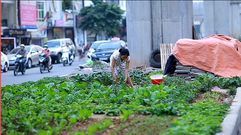 Độc đáo vườn rau sạch dưới chân đường sắt trên cao ở Hà Nội
