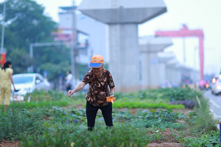 Nhờ vườn rau sạch này mà nhiều gia đình ở khu vực phố Yên Lãng mới không còn phải mua rau ngoài chợ