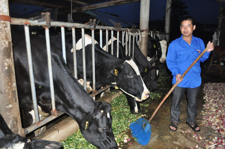 Nhờ nắm vững kỹ thuật chăm sóc nên đàn bò của anh Sơn cho sản lượng cao, mỗi năm thu về tiền tỷ