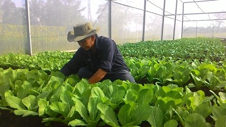 Mô hình trồng rau sạch trong nhà lưới của Cty Công nghiệp thực phẩm Đồng Nai.