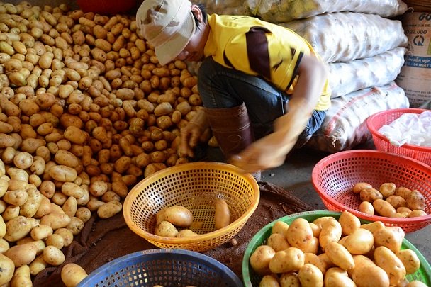 
Khoai tây Trung Quốc tràn ngập chợ nông sản Đà Lạt lúc chưa có lệnh cấm
