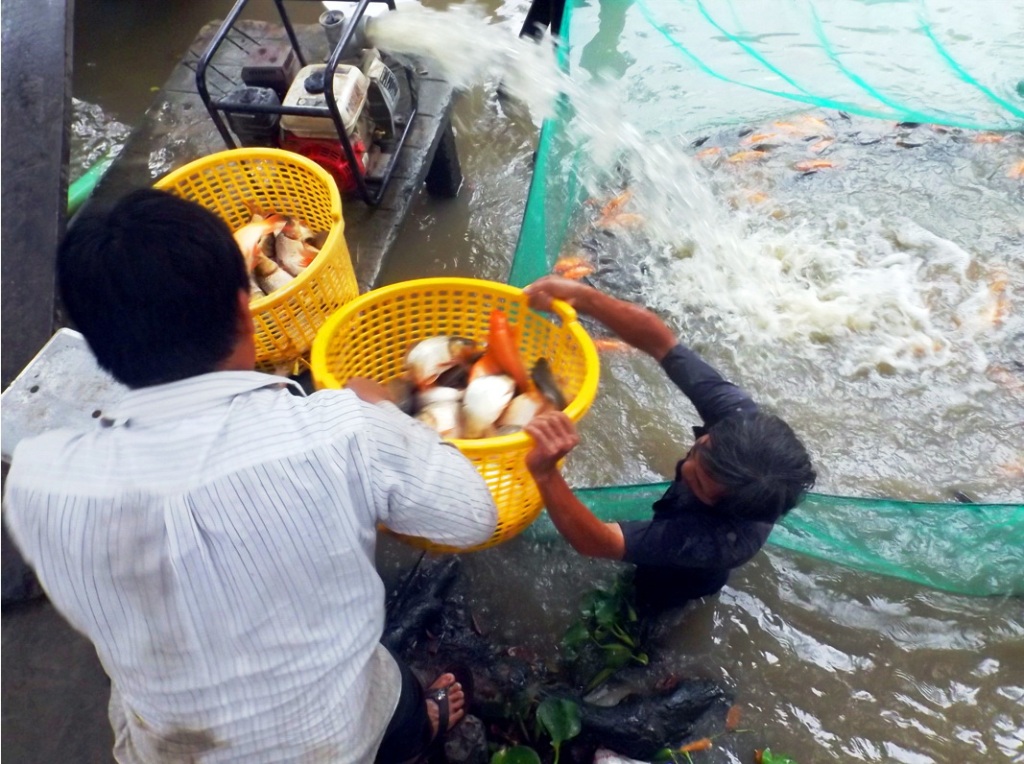 Khi cá về tới chợ, các thương lái thuê nhân công xúc cá lên bờ để phân loại cá