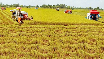 Vốn FDI vào nông nghiệp chỉ chiếm 1,4% tổng vốn đầu tư FDI tại Việt Nam (Ảnh minh họa: Tiền phong)
