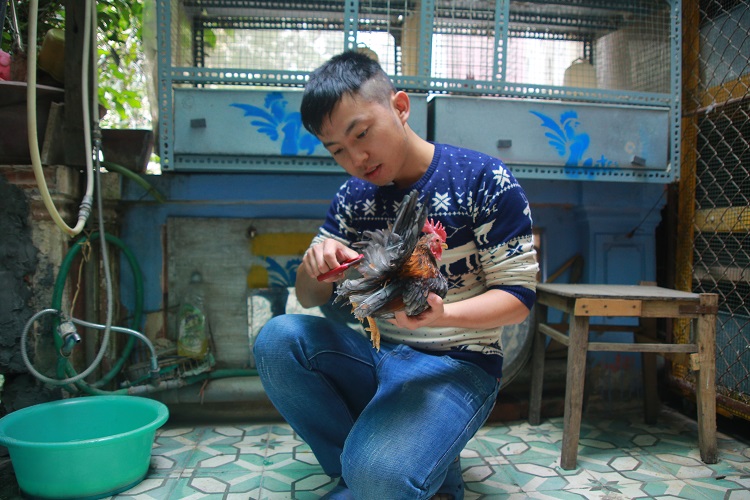 Mỗi ngày, ngoài việc dành thời gian cho gà tắm nắng, anh Huế còn dành từ 1-2 tiếng để massage, luyện cho gà cho các dáng đứng khác nhau.