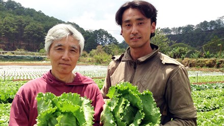 Người Nhật liên kết trồng rau sạch tại Đà Lạt.