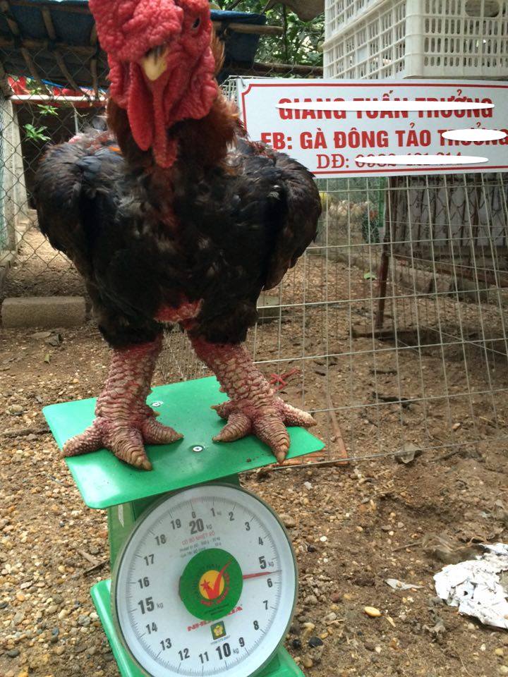 Giá gà phụ thuộc nhiều vào độ khủng của bộ chân. Tuy cùng cân nặng nhưng con gà này chỉ có giá khoảng 5 triệu đồng.