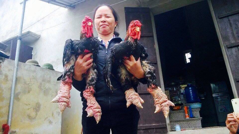 Nhờ nuôi gà, đời sống kinh tế của người dân xã Đông Tảo được cải thiện rất nhiều.