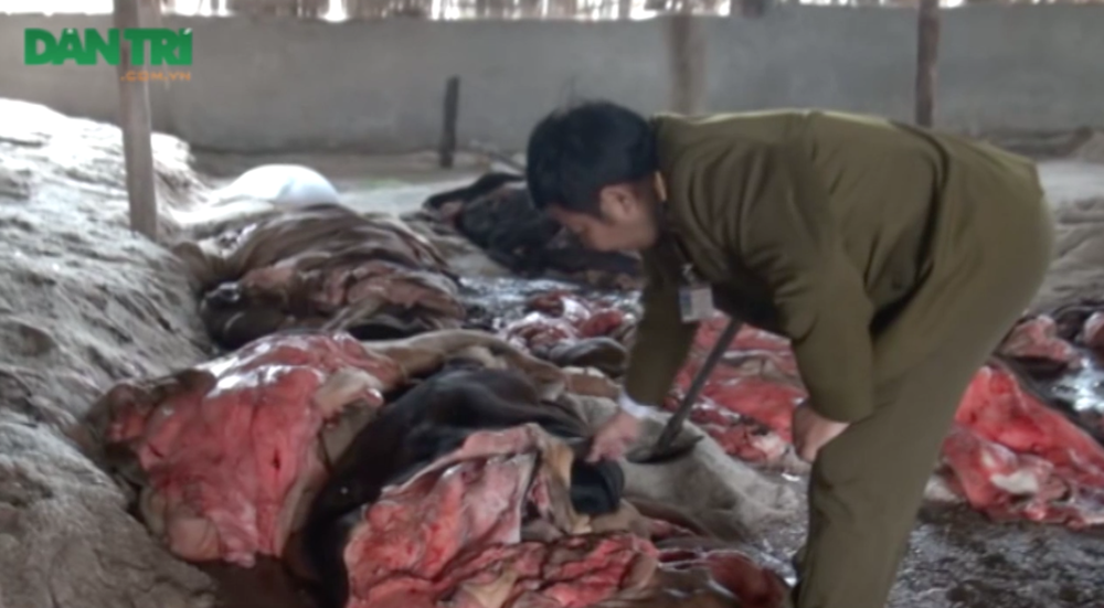 Lực lượng liên ngành kiểm tra cơ sở chế biến da trâu bò và mỡ bẩn ở Thanh Trì Hà Nội.