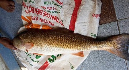 
Anh Nhật câu được con cá sủ vàng nặng 2,8kg
