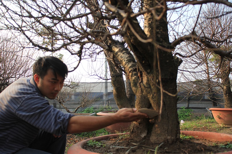 Một cây đào cổ rừng được lai ghép với đào Nhật Tân tại vườn anh Tuấn