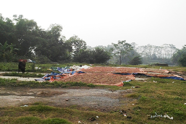 
Người dân tận dụng khu đất trống của nhà văn hóa thuộc phường Đồng Mai (Hà Nội) để phơi chanh, quất “thối” làm mứt, ô mai. Ảnh: T.A

