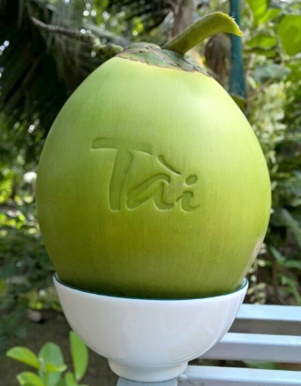 Dự kiến anh Tâm sẽ tung ra thị trường 300 quả dừa trong dịp Tết 
