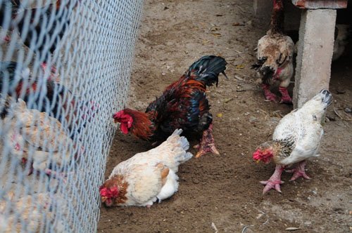 
Con gà được định giá hơn 40 triệu đồng có cặp chân to, xù xì và đỏ ửng.
