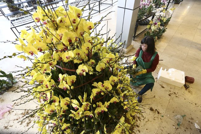 
Một chậu lan hồ điệp vàng 9 tầng hoa, 300 cành có giá hơn 100 triệu đồng.
