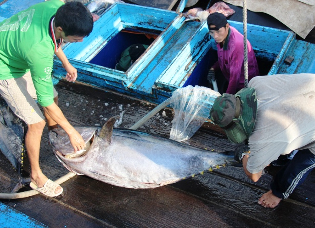 Ngư dân Bình Định đánh bắt cá ngừ đại dương bằng thiết bị hiện đại của Nhật Bản